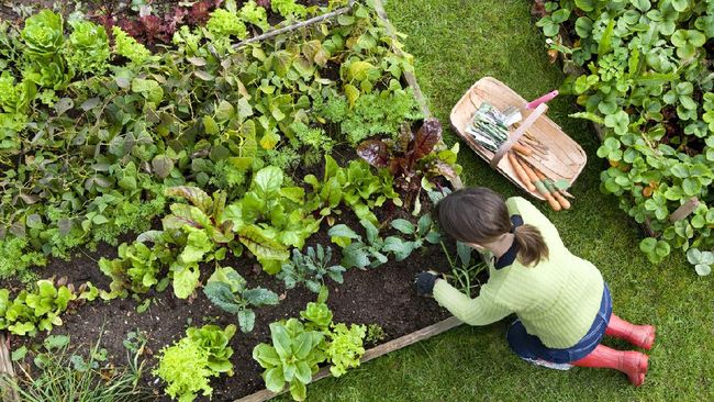 Berkebun Di Lahan Kecil Untuk Kesehatan Dan Gaya Hidup