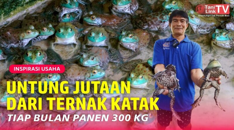 Budidaya Bullfrog