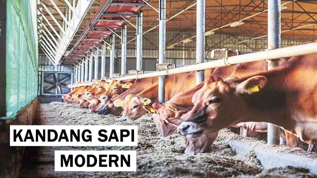 Sapi Pedaging