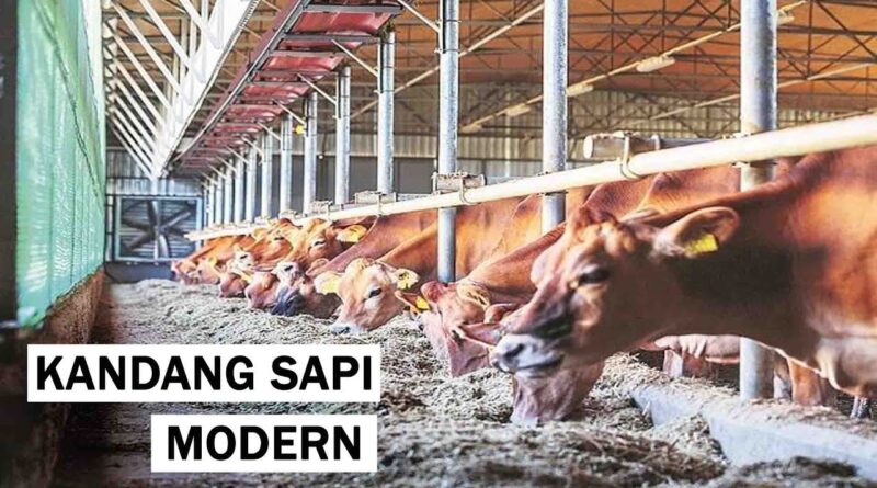 Sapi Pedaging