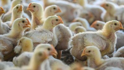 Brasil Gelar Konferensi FAO Bahas Ancaman Flu Burung