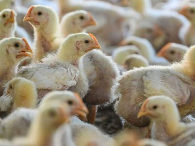 Brasil Gelar Konferensi FAO Bahas Ancaman Flu Burung
