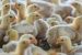 Brasil Gelar Konferensi FAO Bahas Ancaman Flu Burung