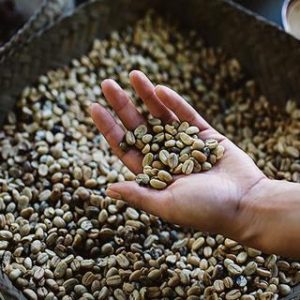 Industri Kopi Dunia Beralih Ke Pertanian Regeneratif, Nescafé Lampaui Target 2025