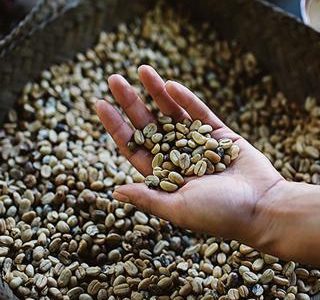 Industri Kopi Dunia Beralih Ke Pertanian Regeneratif, Nescafé Lampaui Target 2025