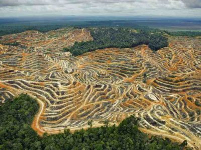 Deforestasi Untuk Pangan Picu Kekhawatiran Dunia