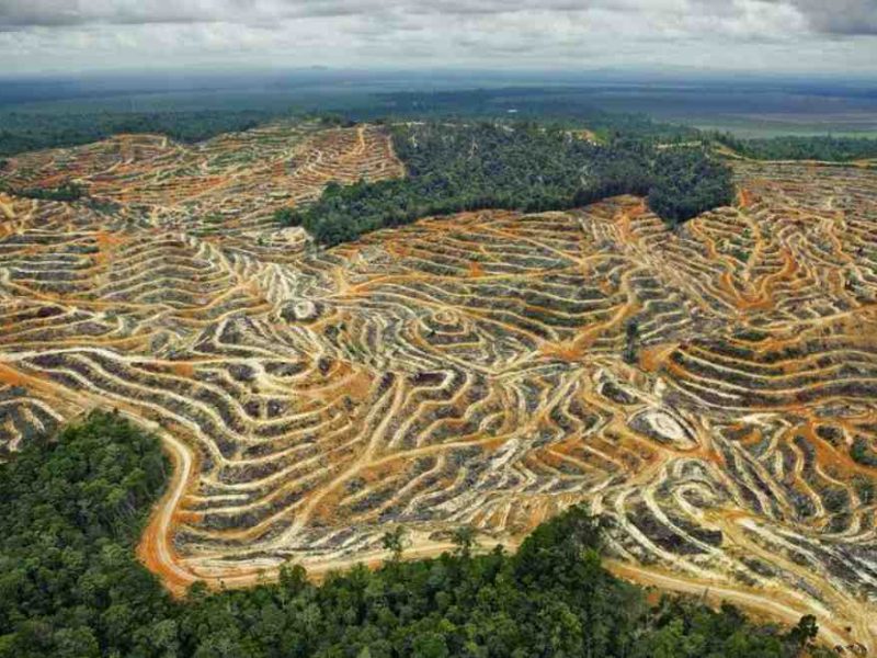 Deforestasi Untuk Pangan Picu Kekhawatiran Dunia