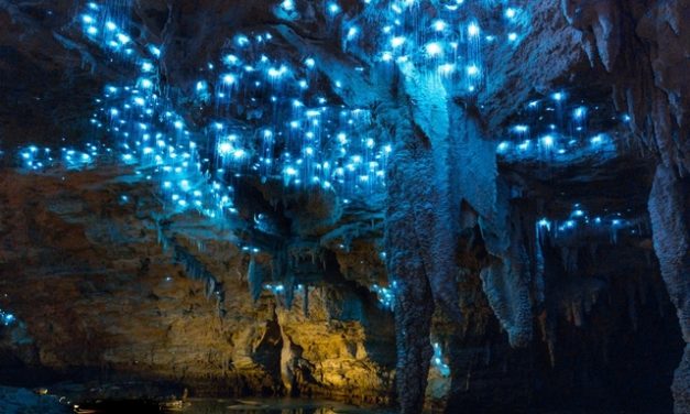 Gua Glow Worm Ciptakan Pemandangan Bintang Langit Malam