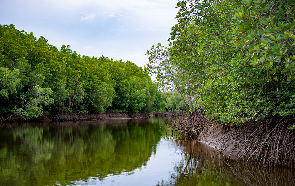 Hutan Bakau Indonesia Ekosistem Pesisir Harus Di Lestarikan