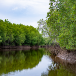 Hutan Bakau Indonesia Ekosistem Pesisir Harus Di Lestarikan