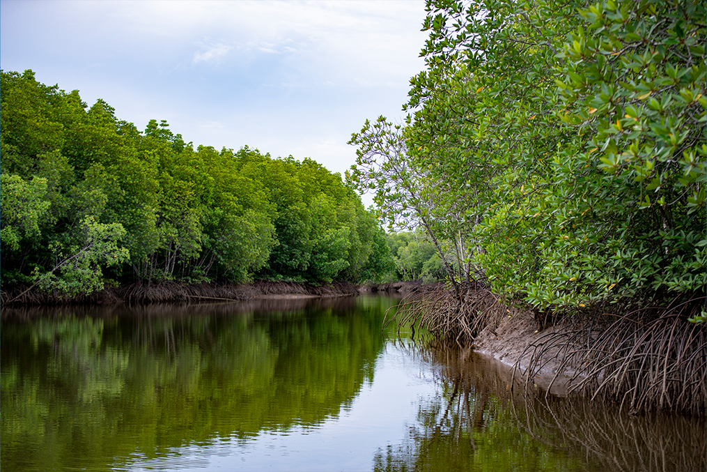 Hutan Bakau Indonesia