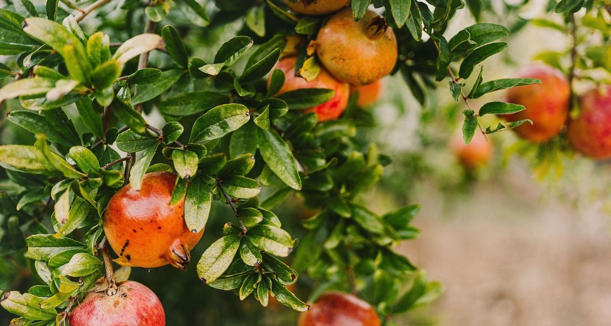 Tanaman Buah Delima Si Merah Yang Kaya Dengan Manfaat