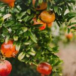 Tanaman Buah Delima Si Merah Yang Kaya Dengan Manfaat