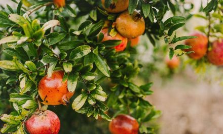 Tanaman Buah Delima Si Merah Yang Kaya Dengan Manfaat