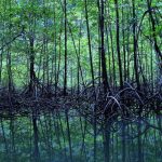 Ekosistem Hutan Mangrove dan Peran Penting dalam Kehidupan