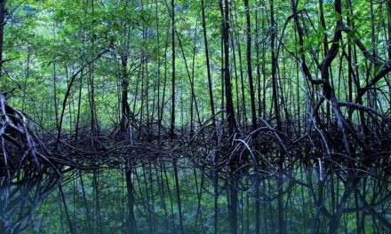 Ekosistem Hutan Mangrove dan Peran Penting dalam Kehidupan