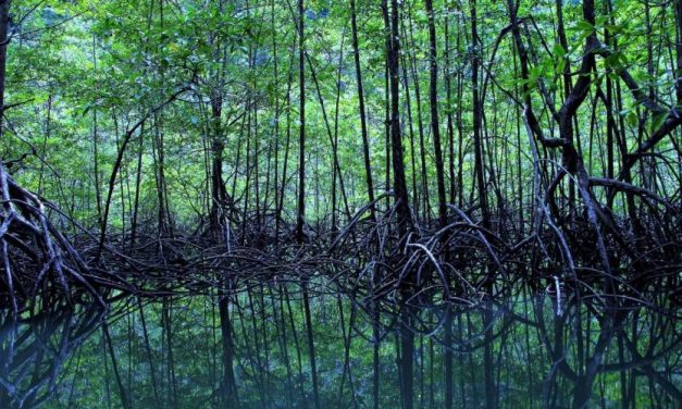 Ekosistem Hutan Mangrove dan Peran Penting dalam Kehidupan