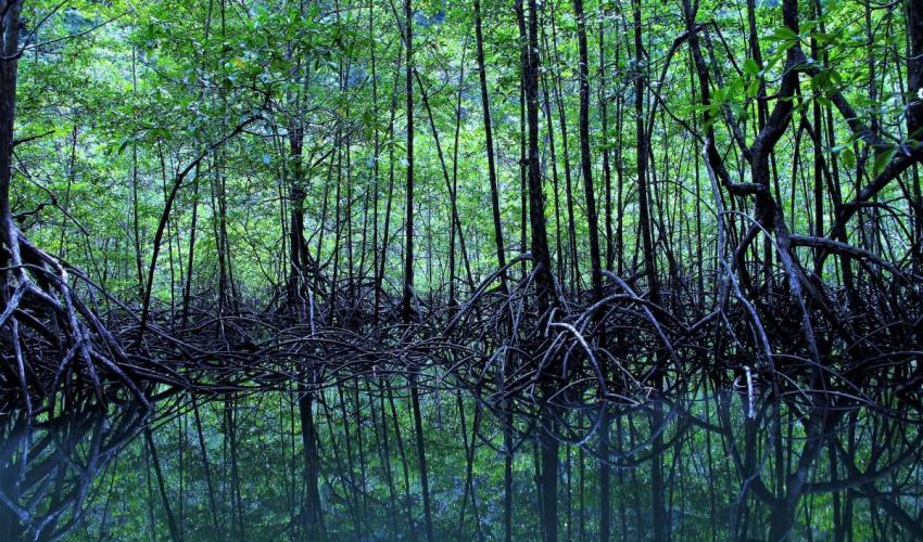 Ekosistem Hutan Mangrove dan Peran Penting dalam Kehidupan