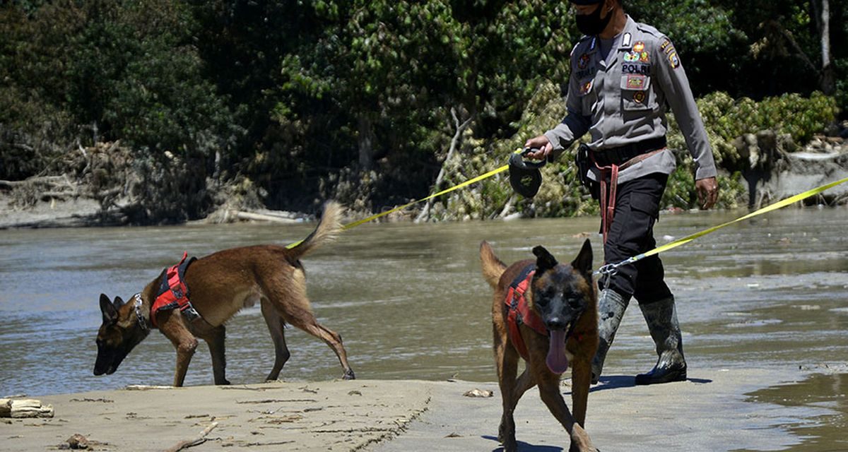Fakta Unik Anjing Pelacak Bisa Memetakan Arah Sumber Bau