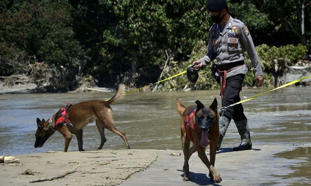 Fakta Unik Anjing Pelacak Bisa Memetakan Arah Sumber Bau