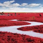 Pantai Merah Panjin, Keindahan Alami Di Tepian Laut Bohai
