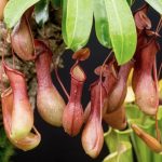 Tumbuhan Kantong Semar Pemakan Daging Yang Unik & Menarik