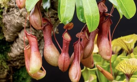Tumbuhan Kantong Semar Pemakan Daging Yang Unik & Menarik