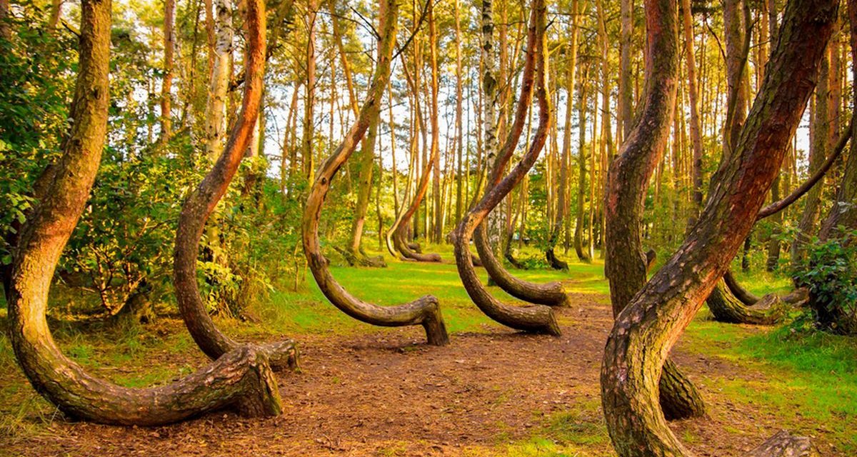 Hutan Bengkok Polandia Sebuah Hutan Purba Terakhir Di Eropa