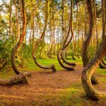 Hutan Bengkok Polandia Sebuah Hutan Purba Terakhir Di Eropa