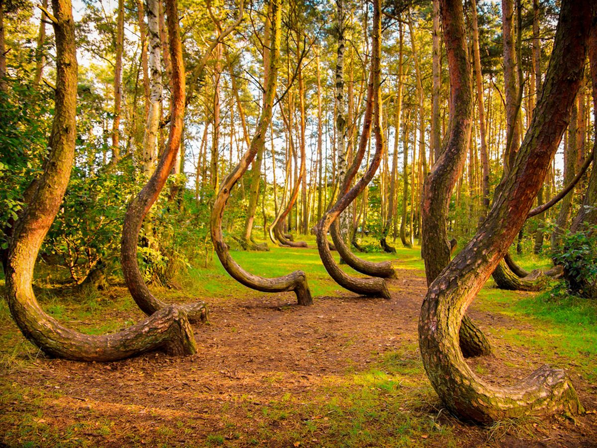 Hutan Bengkok Polandia