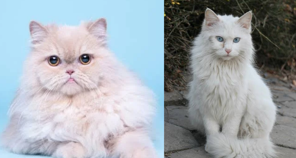 Perbedaan Jenis Kucing Anggora Dan Persia, Ini dia 5 Perbedaannya!