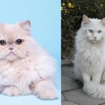 Perbedaan Jenis Kucing Anggora Dan Persia, Ini dia 5 Perbedaannya!