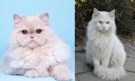 Perbedaan Jenis Kucing Anggora Dan Persia, Ini dia 5 Perbedaannya!