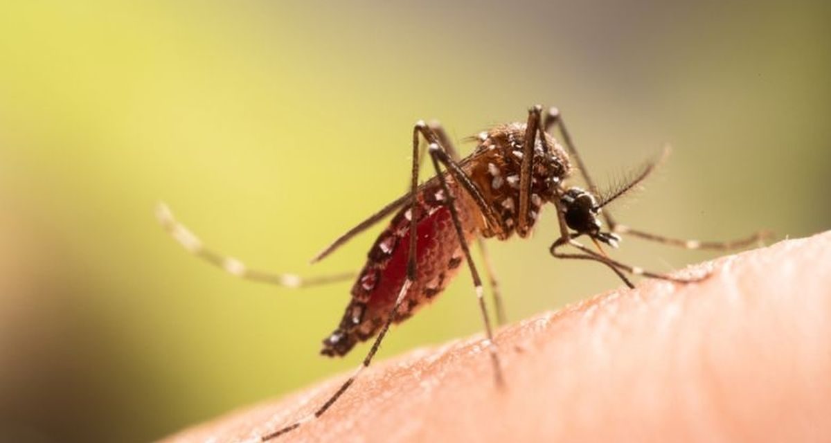 Wabah Chikungunya Mulai Menyebar Ke Negara Maju