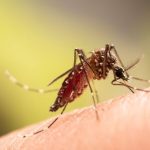 Wabah Chikungunya Mulai Menyebar Ke Negara Maju