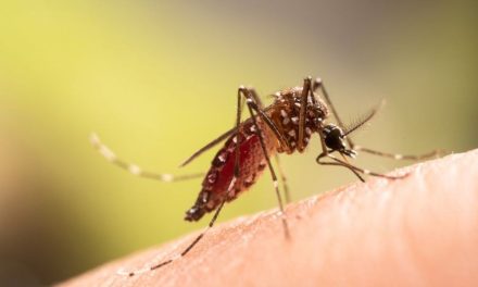 Wabah Chikungunya Mulai Menyebar Ke Negara Maju