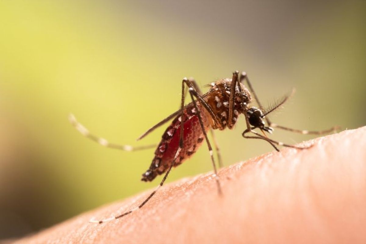 Wabah Chikungunya
