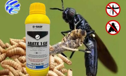Cara Kerja Obat Abate Dalam Membasmi Jentik Nyamuk