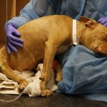 Parvo, Ayo Kenali Ciri-Ciri Virus Ini Pada Anjing