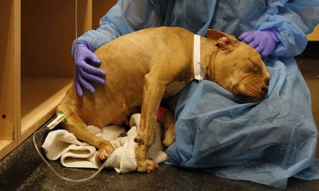 Parvo, Ayo Kenali Ciri-Ciri Virus Ini Pada Anjing
