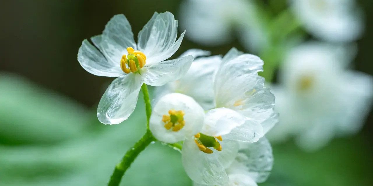 Diphylleia Grayi Sebuah Tanaman Unik Berasal Dari Jepang