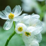 Diphylleia Grayi Sebuah Tanaman Unik Berasal Dari Jepang