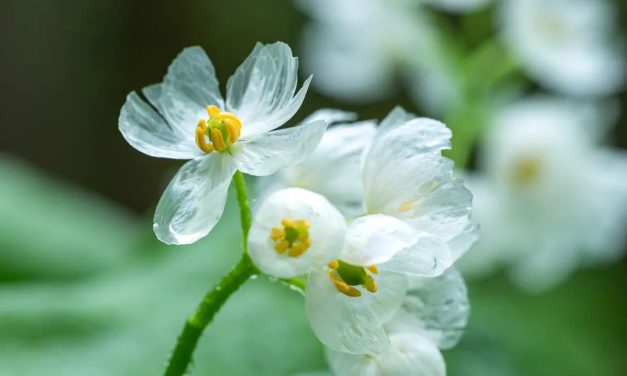 Diphylleia Grayi Sebuah Tanaman Unik Berasal Dari Jepang