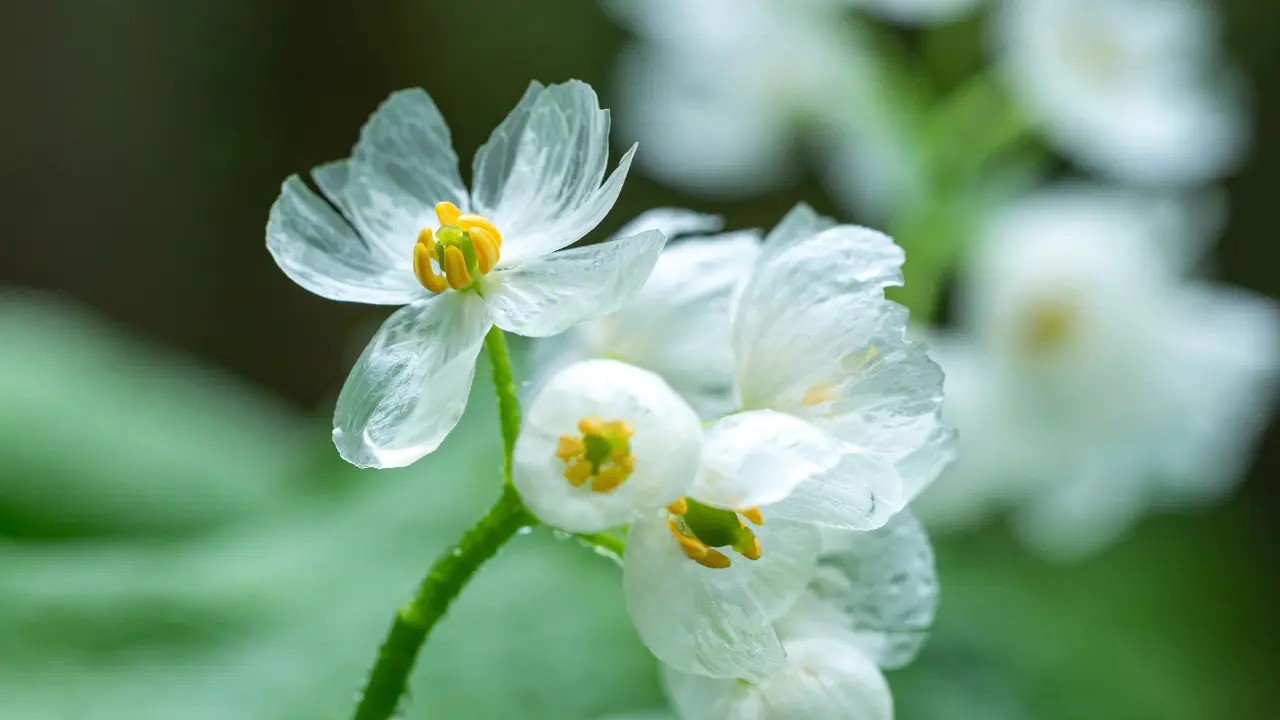 Diphylleia Grayi