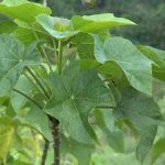 Manfaat Daun Jarak Bagi Tubuh Bayi Dan Dewasa