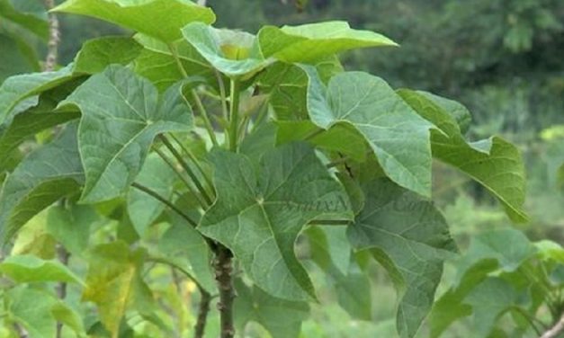 Manfaat Daun Jarak Bagi Tubuh Bayi Dan Dewasa