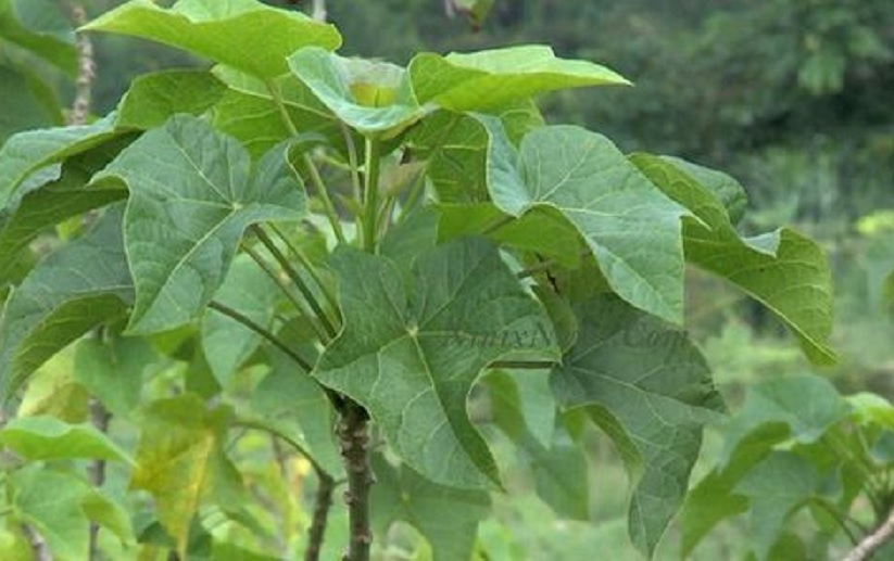 Manfaat Daun